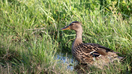 Ducks in long grass taken in Spain. 