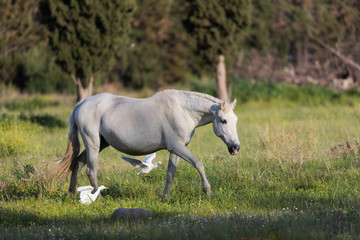 Naklejka na ściany i meble Horse eating grass with Egrets waiting for any unearthed worms.