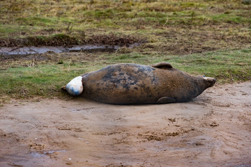Grey Seal