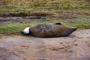 Grey Seal