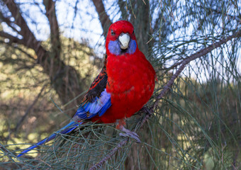 Red Rosella perched on a branch in Wilson's Promontory