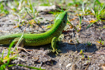 European green lizard (Lacerta viridis) sunbathing.
