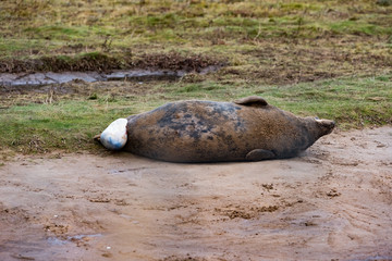 Grey Seal