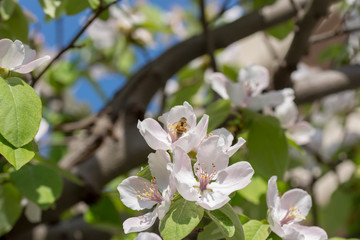 Bee and Flowers