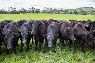 Curious black cows in an open Australian field