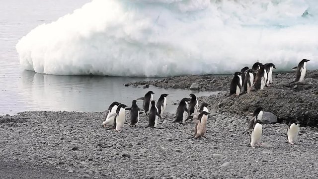 Adelie Penguin walk on the beach