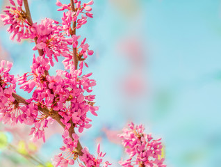 Spring blossom background. Blossoming tree over nature background with rose and white flowers 