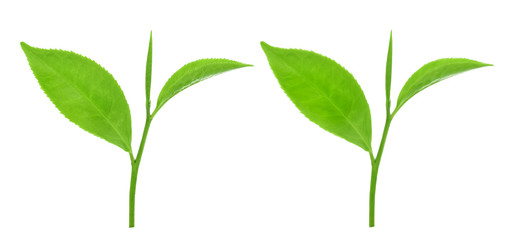 green tea leaf isolated on white background