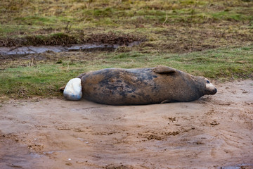 Grey Seal