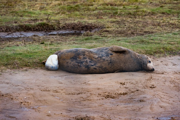Grey Seal
