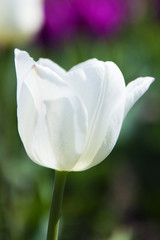 Beautiful, delicate tulip.