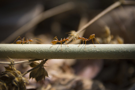 Ant Close up