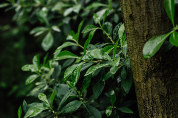 green leaves of the subtropical bush