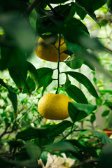 lemons on tree in garden