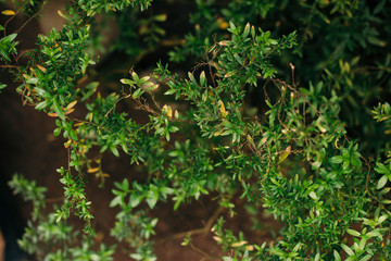 Fototapeta na wymiar Bush, bush in the garden, gardening