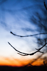 Early dawn and silhouettes of tree branches. Abstraction.