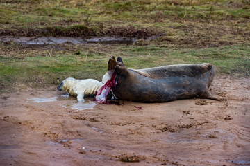 Grey Seal
