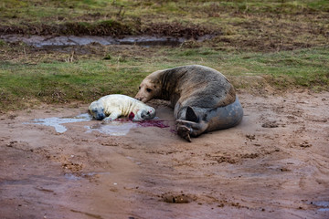 Grey Seal