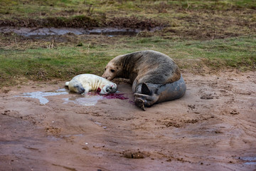 Grey Seal