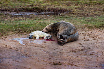 Grey Seal