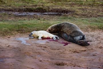 Grey Seal