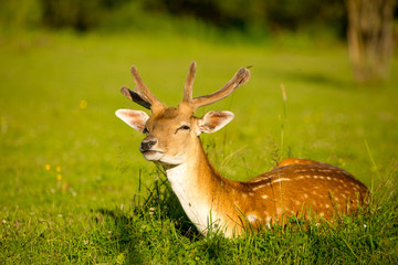 Naklejka na ściany i meble adult rain deer female in the meadow lying resting