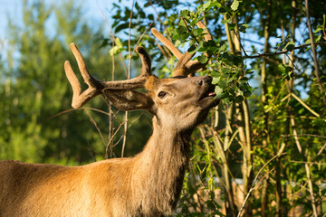 adult rain deer in the forest eating leaves