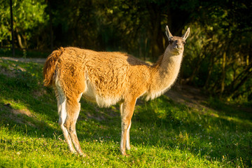 adorable lama in the park