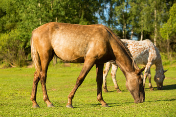 Obraz premium two horses resting on the green meadow
