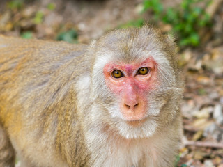 wild monkey portrait close up