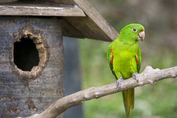 Rose-Ringed Parakeet (Psittacula Krameri) in Songkhla zoo Thailand