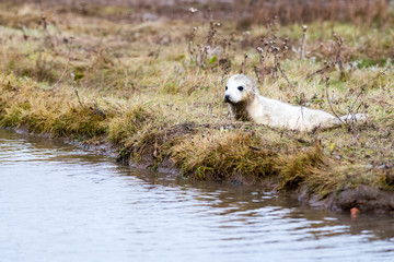 Grey Seal