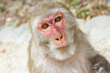 wild monkey portrait close up