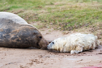 Grey Seal