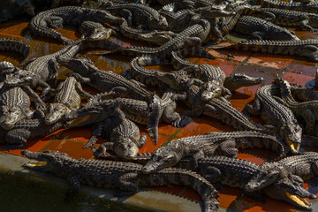 Crocodile farm lots of aligators background