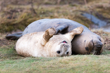 Grey Seal