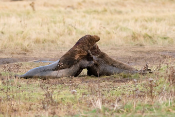 Grey Seal