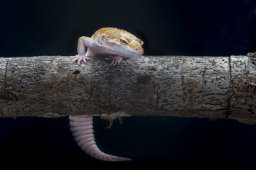 Gecko lizard, Gecko leopard on branch