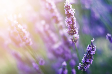 Obraz premium Provence nature background. Lavender field in sunlight with copy space. Macro of blooming violet lavender flowers. Summer concept, selective focus