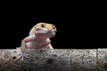 Gecko lizard, Gecko leopard on branch