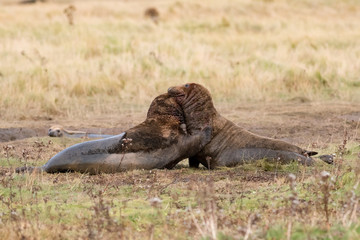 Fototapeta premium Grey Seal