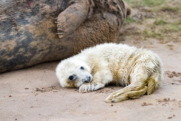 Grey Seal