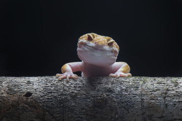 Gecko lizard, Gecko leopard on branch © Dwi