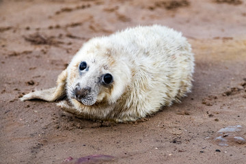 Grey Seal