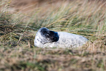Grey Seal