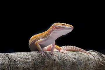 Gecko Lizard,  Gecko on Branch