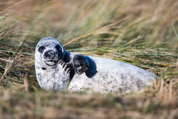 Grey Seal
