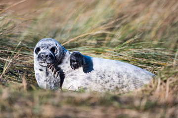 Grey Seal