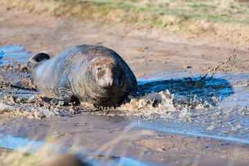 Grey Seal