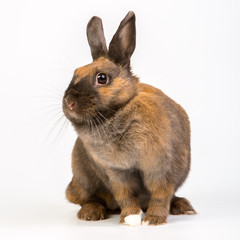 adorable brown rabbits portrait fool body in studio on sitting white background
